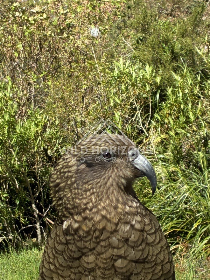 Kea Portrait in Dense Alpine Vegetation. Milford Road, New Zealand.