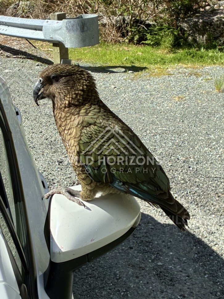 Kea Perched on a Car Side Mirror at Roadside Stop. Milford Road, New Zealand.