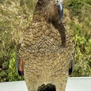 Kea Standing on a Car Roof with Native Bush Behind. Milford Road, New Zealand.