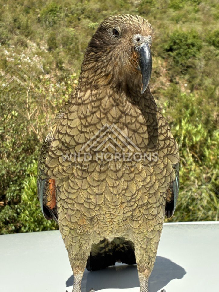 Kea Standing on a Car Roof with Native Bush Behind. Milford Road, New Zealand.