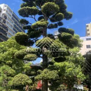 Pruned Pine Tree in a Small Temple Garden Courtyard. Osaka, Japan.