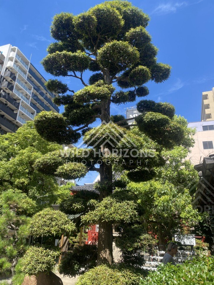 Pruned Pine Tree in a Small Temple Garden Courtyard. Osaka, Japan.