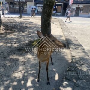 Deer standing close to visitors along a shaded walkway. Miyajima, Hiroshima, Japan.