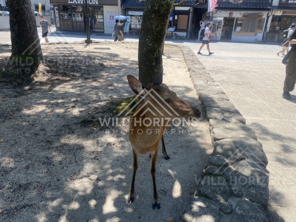 Deer standing close to visitors along a shaded walkway. Miyajima, Hiroshima, Japan.