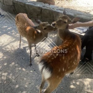 Two deer interacting closely on a sunlit path. Miyajima, Hiroshima, Japan.