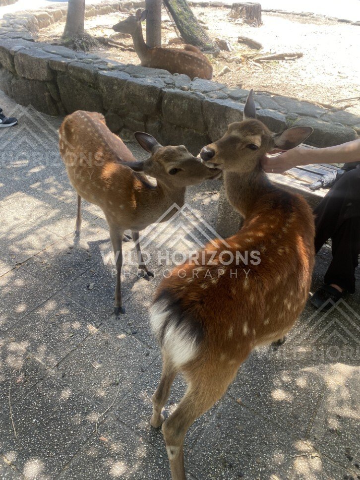 Two deer interacting closely on a sunlit path. Miyajima, Hiroshima, Japan.