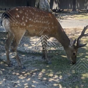 Deer grazing on sparse grass near buildings in the shade. Miyajima, Hiroshima, Japan.