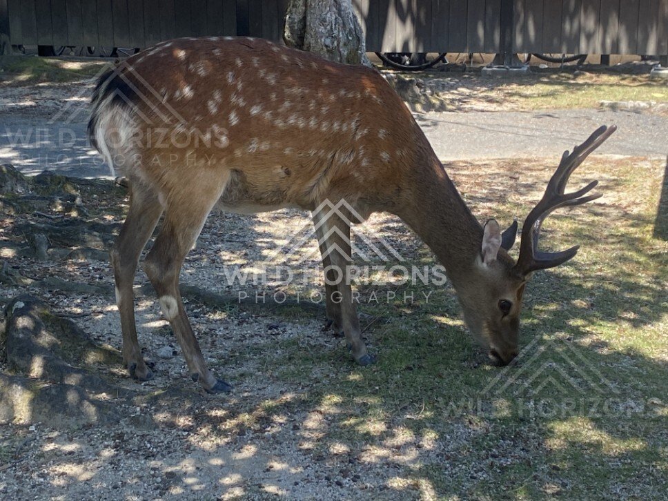 Deer grazing on sparse grass near buildings in the shade. Miyajima, Hiroshima, Japan.