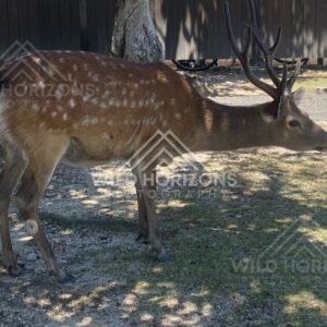 Profile view of a deer standing in dappled shade. Miyajima, Hiroshima, Japan.