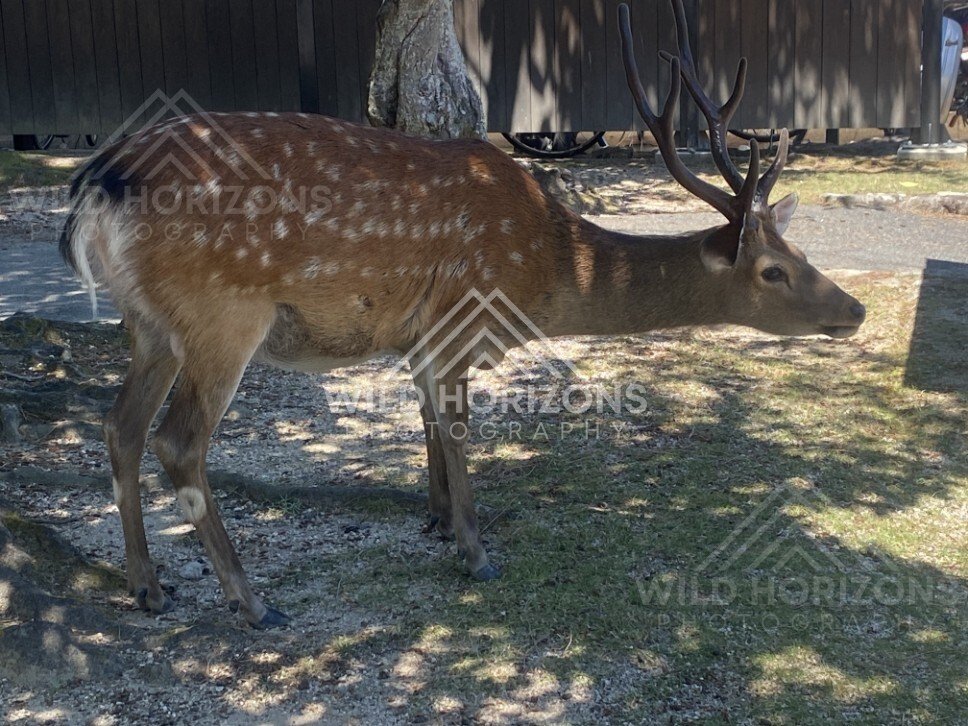 Profile view of a deer standing in dappled shade. Miyajima, Hiroshima, Japan.