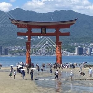 Full view of the offshore torii gate with visitors at low tide. Miyajima, Hiroshima, Japan.