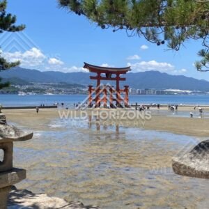 Distant view of the torii gate framed by pine branches and tidal flats. Miyajima, Hiroshima, Japan.