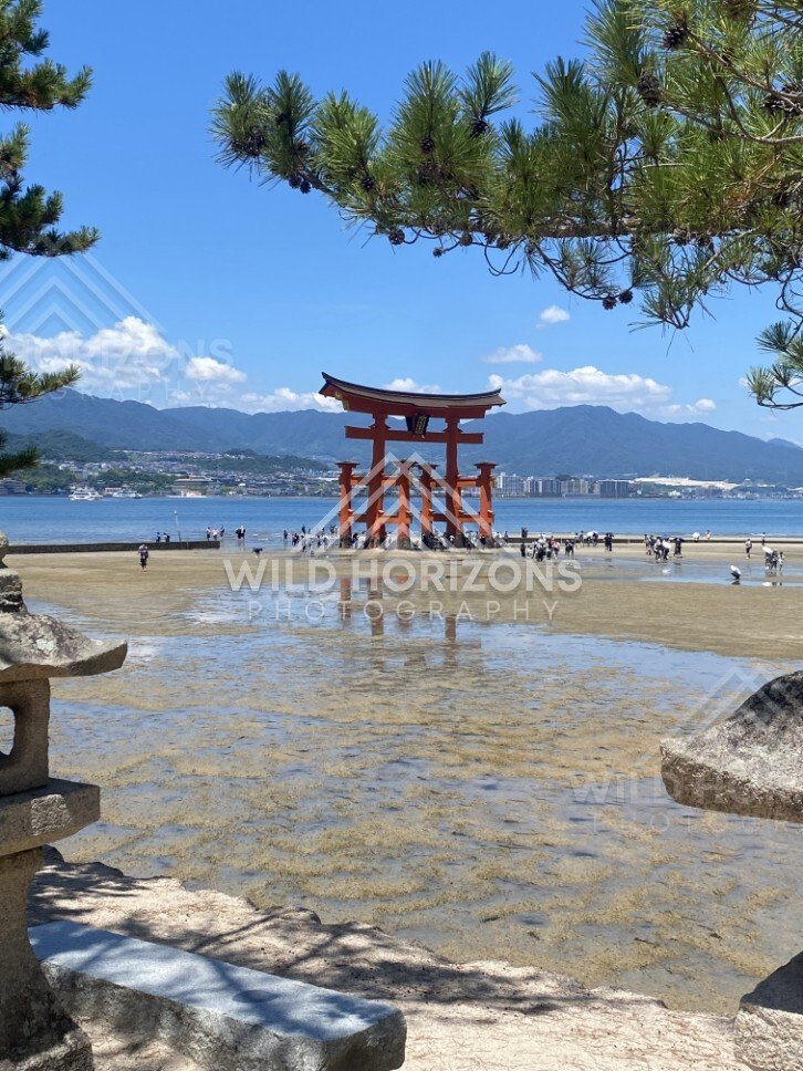 Distant view of the torii gate framed by pine branches and tidal flats. Miyajima, Hiroshima, Japan.