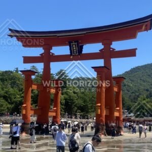 Close view beneath the towering torii gate with visitors below. Miyajima, Hiroshima, Japan.