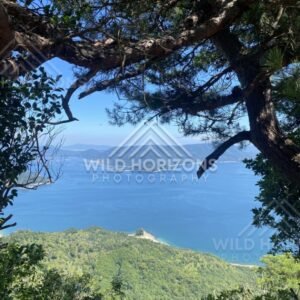 Pine branches framing a sweeping coastal panorama from above. Miyajima, Hiroshima, Japan.