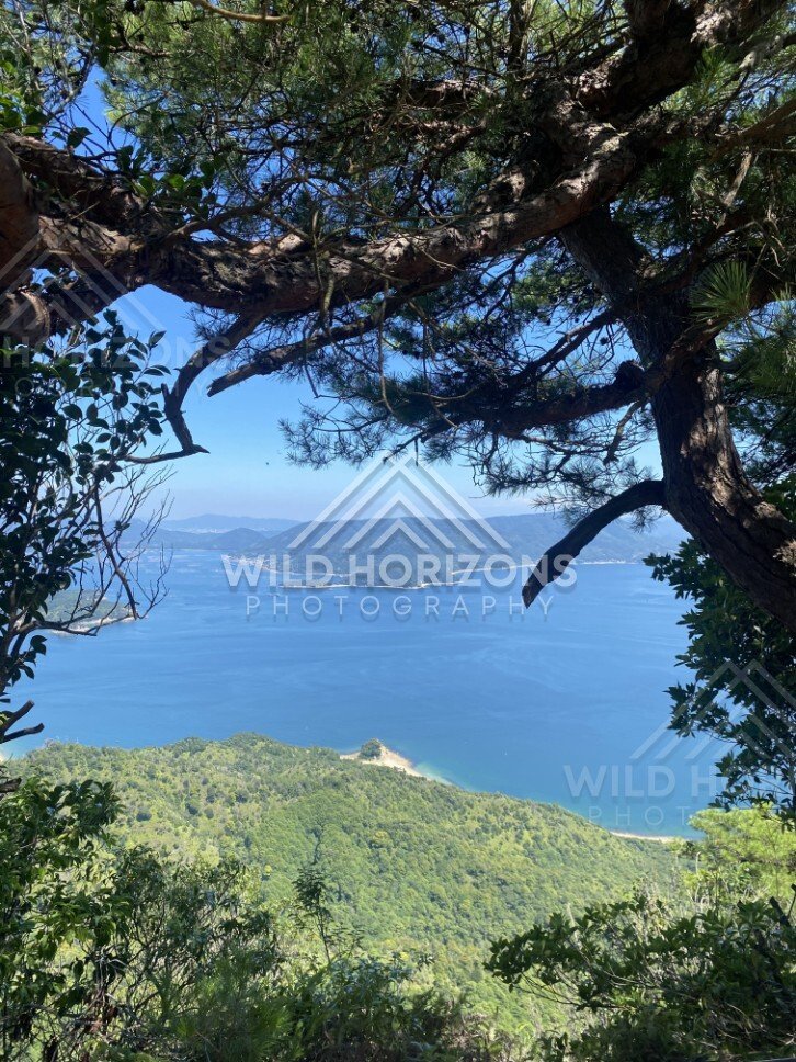 Pine branches framing a sweeping coastal panorama from above. Miyajima, Hiroshima, Japan.