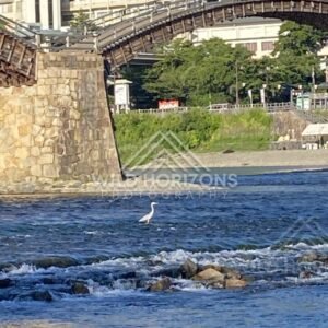 Bird standing in flowing river beneath the Kintaikyo Bridge. Iwakuni, Yamaguchi, Japan.