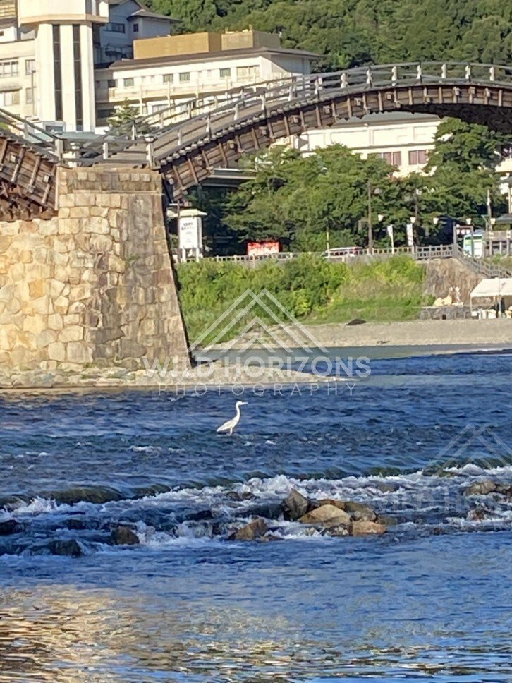 Bird standing in flowing river beneath the Kintaikyo Bridge. Iwakuni, Yamaguchi, Japan.