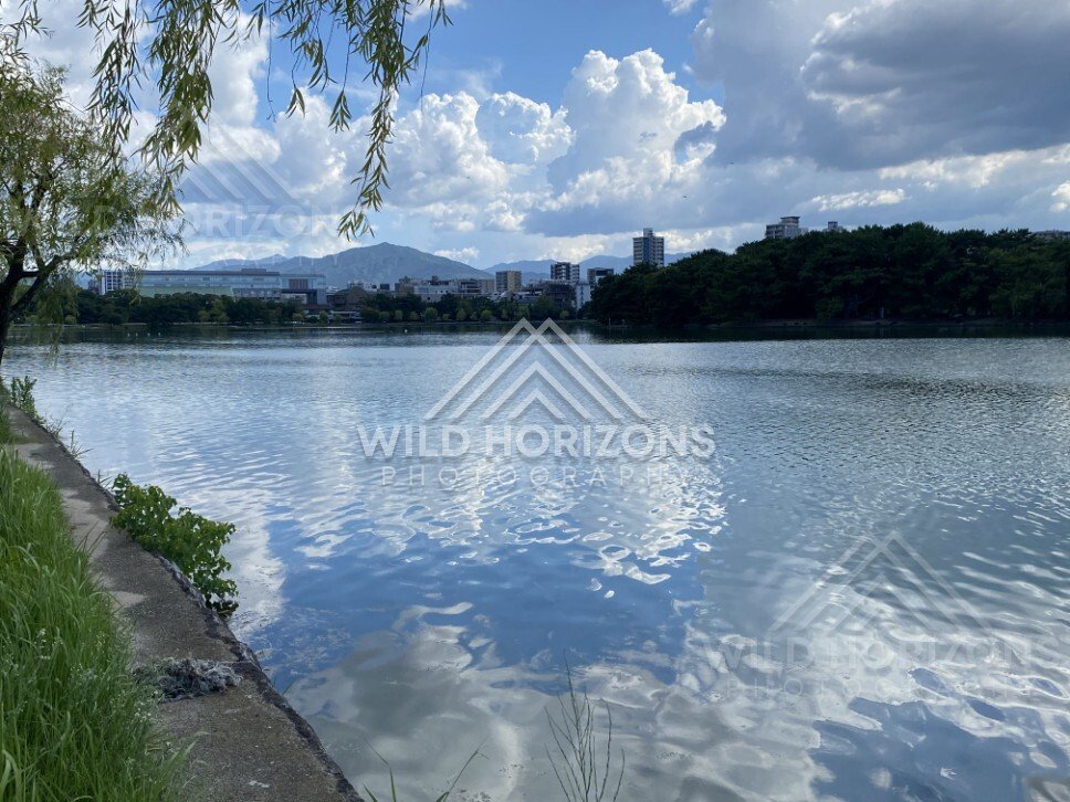 Willow branches frame the lake edge with city buildings beyond the water. Fukuoka, Japan.