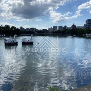 Swan pedal boats drift on a lake with the skyline in the background. Fukuoka, Japan.