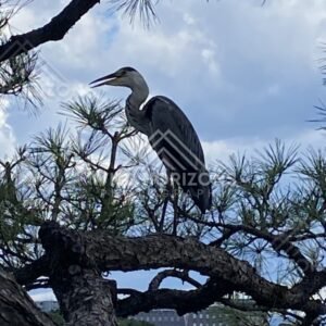 A grey heron perches on a pine branch against a bright, cloud-dotted sky. Fukuoka, Japan.