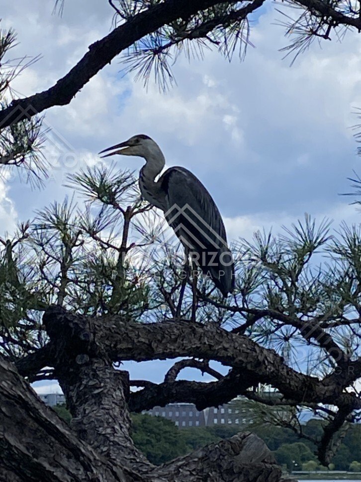 A grey heron perches on a pine branch against a bright, cloud-dotted sky. Fukuoka, Japan.
