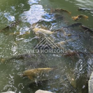 Koi fish swirl beneath the surface of a green garden pond. Fukuoka, Japan.