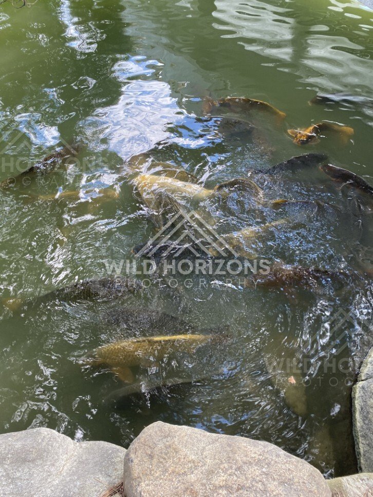 Koi fish swirl beneath the surface of a green garden pond. Fukuoka, Japan.