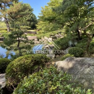 Manicured pines and boulders surround a still pond in a Japanese garden. Fukuoka, Japan.