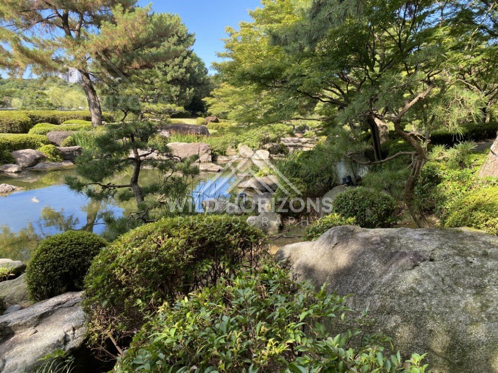 Manicured pines and boulders surround a still pond in a Japanese garden. Fukuoka, Japan.