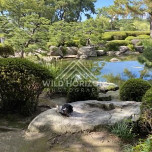 Rocks and trimmed pines border a quiet pond in a landscaped Japanese garden. Fukuoka, Japan.