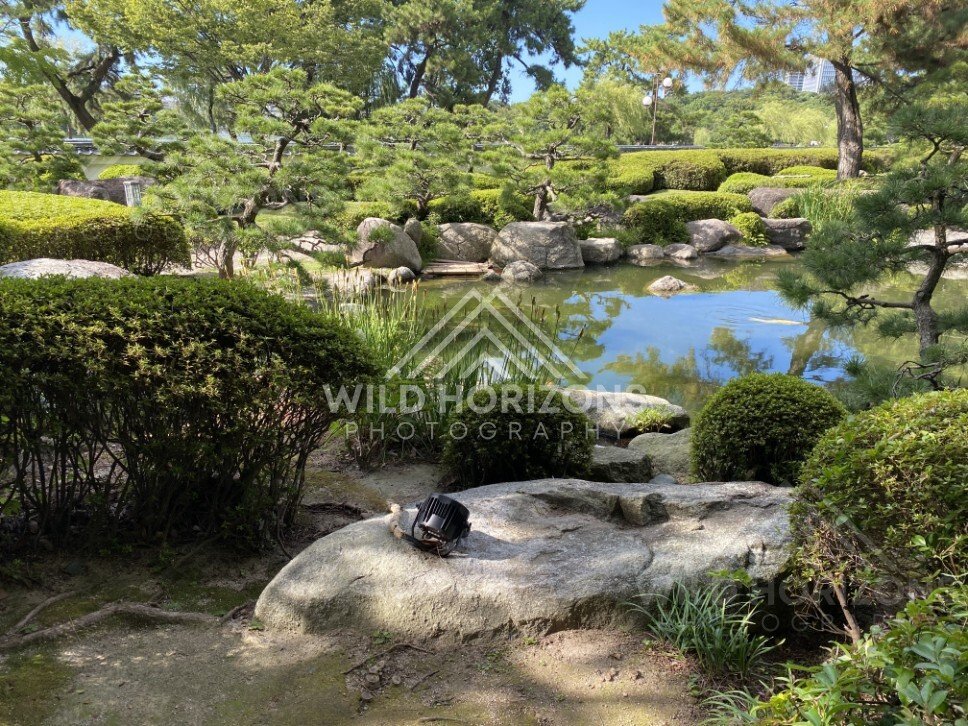 Rocks and trimmed pines border a quiet pond in a landscaped Japanese garden. Fukuoka, Japan.