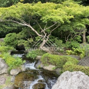A wider view of a garden stream shows cascades flowing between rocks and shrubs. Fukuoka, Japan.