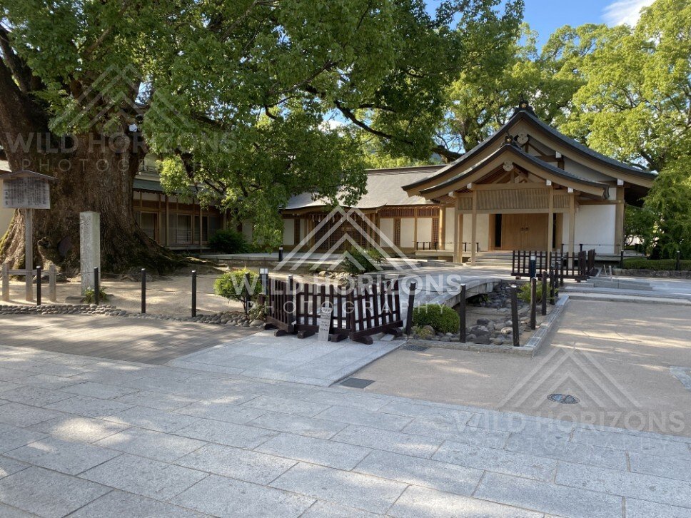 Shrine Courtyard Buildings Beneath a Large Camphor Tree. Dazaifu, Japan.