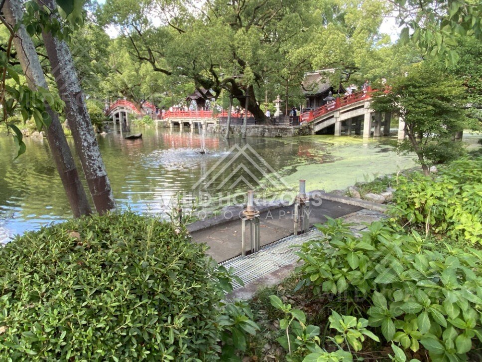 Shrine Pond with Red Arched Bridges and Summer Greenery. Fukuoka, Japan.