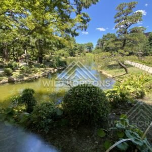 Garden Pond and Pine Trees Under a Clear Blue Sky. Hiroshima, Japan.