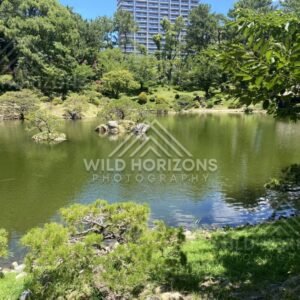 Shukkeien Garden Pond with Islands and City Buildings Beyond. Hiroshima, Japan.