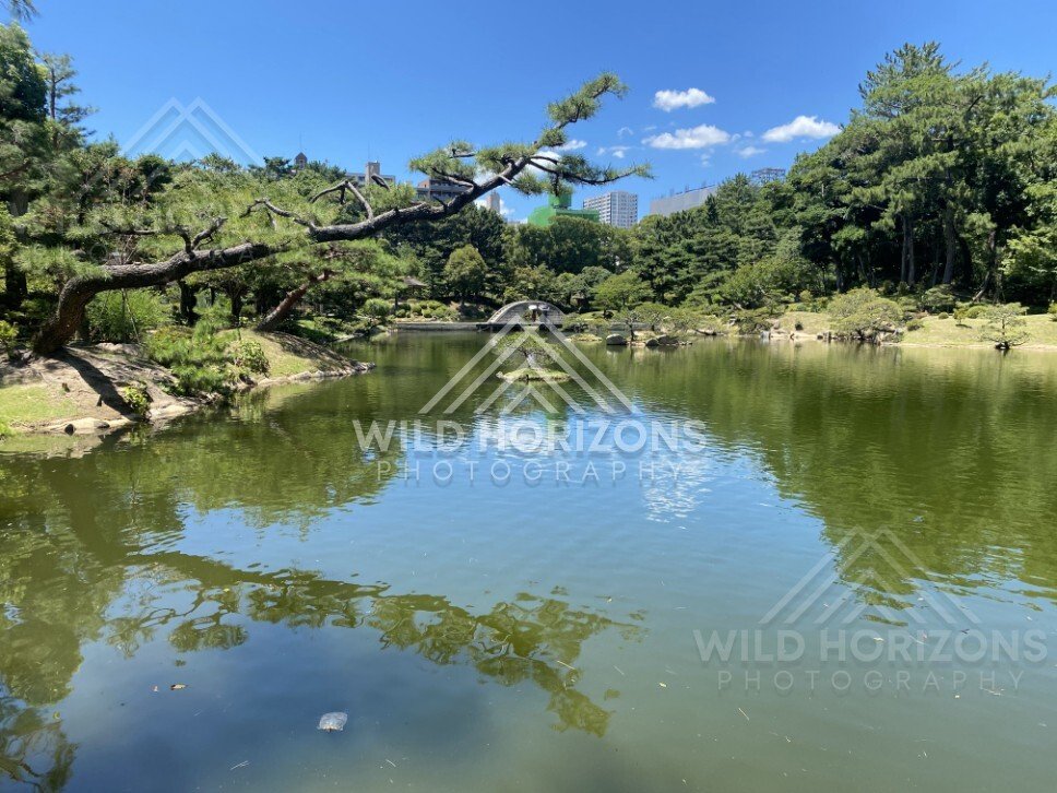 Wide Pond Reflections with Garden Bridge and City Skyline. Hiroshima, Japan.