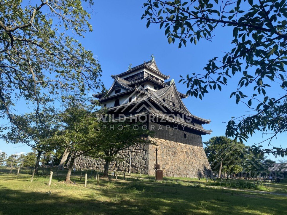 Matsue Castle Framed by Tree Branches. Matsue, Japan.