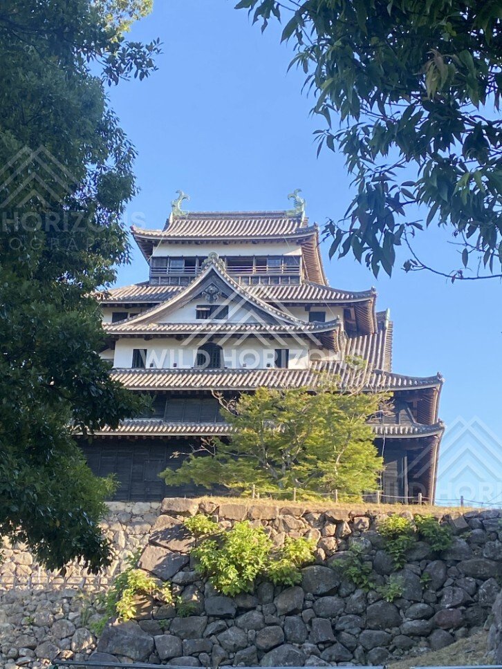 Matsue Castle Above a Stone Wall Between Trees. Matsue, Japan.
