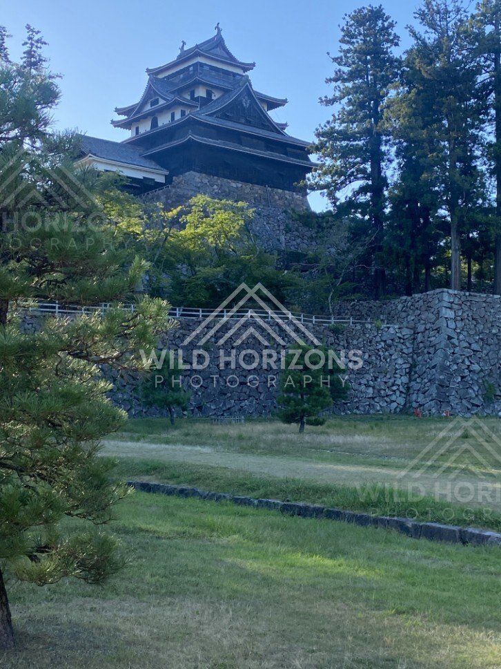 Matsue Castle Overlooking Stone Ramparts and Pines. Matsue, Japan.