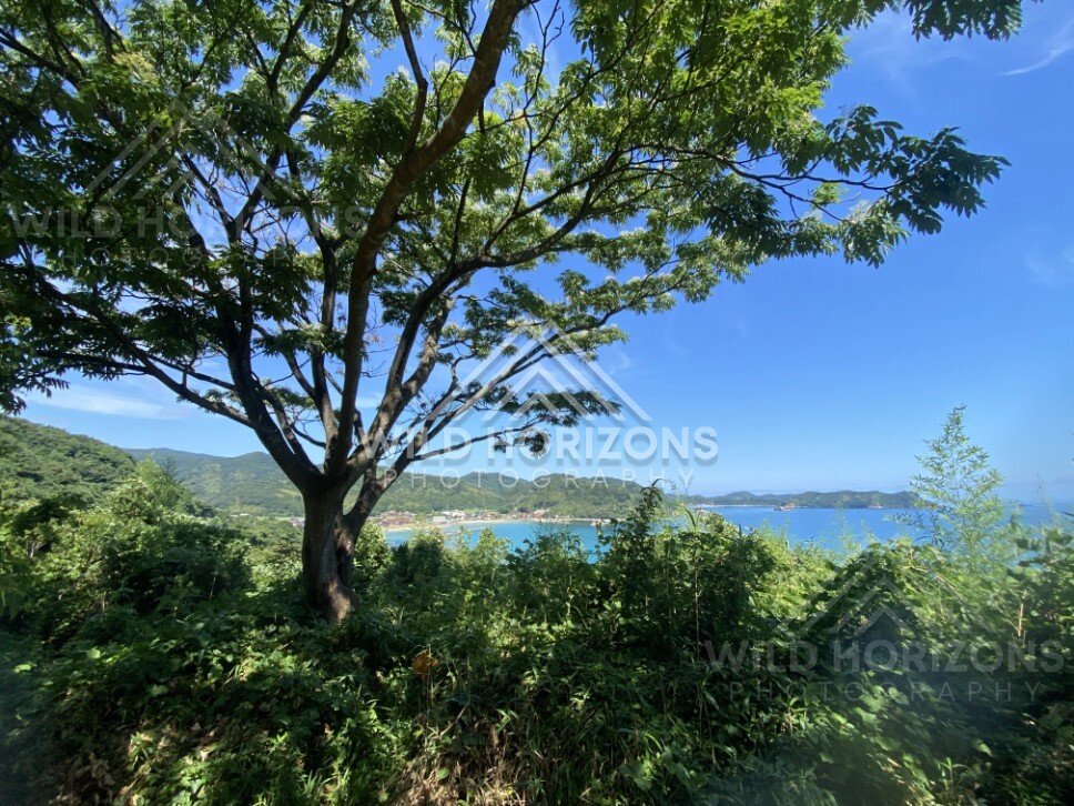 Sea View Through Coastal Trees Near Chikumi Beach. Shimane, Japan.
