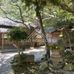 Shaded Shrine Courtyard With Mossy Stone Lantern and Wooden Buildings. Mihonoseki, Japan.