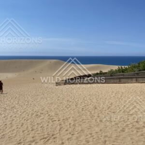 Tottori Sand Dunes Ridge With Sea on the Horizon. Tottori, Japan.