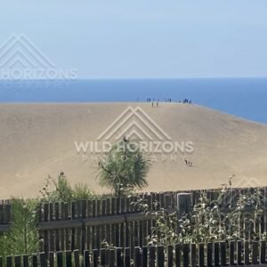 People Walking Along a Cresting Sand Dune Above the Sea. Tottori Sand Dunes, Japan