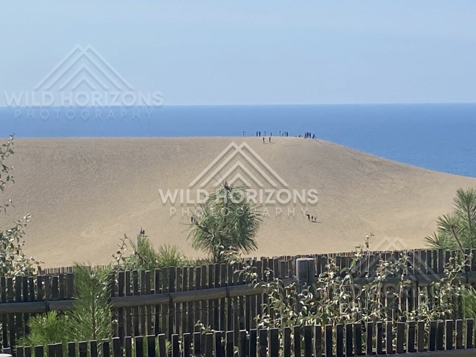 People Walking Along a Cresting Sand Dune Above the Sea. Tottori Sand Dunes, Japan