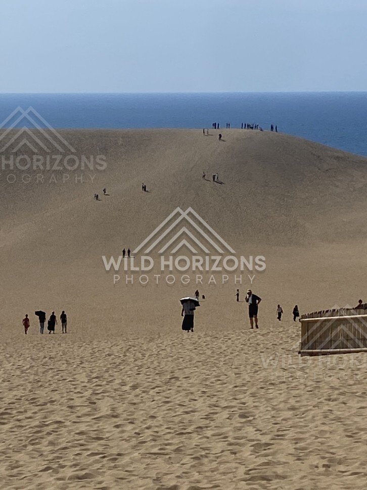 Wind-sculpted sand ripples leading to the ridge line of the dunes. Tottori Sand Dunes, Japan