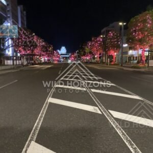 Illuminated Tree-Lined Boulevard Leading Toward Himeji Castle at Night. Himeji Castle, Japan.