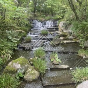 Stepping Stones and Small Cascades Flowing Through a Garden Stream. Koko-en Garden, Japan.