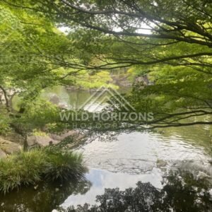Japanese Garden Pond Framed by Overhanging Maple Branches. Koko-en Garden, Japan.